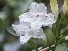 -莫里热带雨林景区