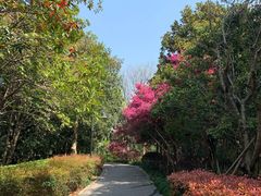-金鸡湖桃花岛