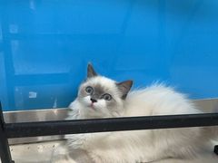 -康爱犬猫诊所·牙专科·骨外科·影像内科(丰宁店)