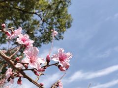 -南翔镇银翔湖公园