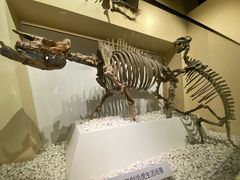 -国家自然博物馆