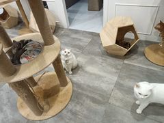 -楼上猫咖(罗湖店)