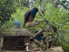-西霞口神雕山野生动物世界