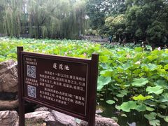 -莲湖公园