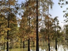 -上海长兴岛郊野公园