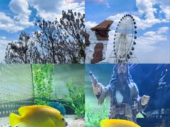 -秦皇岛乐岛海洋王国