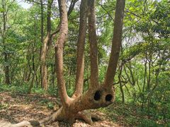 -上海佘山国家森林公园天马山园