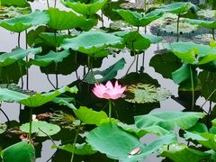 -荔湾湖公园