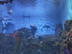 -芜湖新华联大白鲸海洋公园