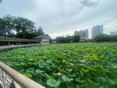 -荔湾湖公园