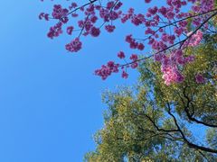 -南山植物园