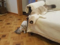 -MOYOYO猫咪咖啡店