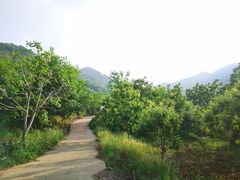 -鱼子山桑葚生态采摘园