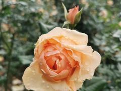 -人民公园(罗湖区)