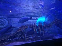 -芜湖新华联大白鲸海洋公园