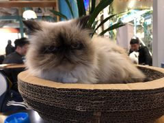 -猫小院猫主题咖啡厅(北锣店)