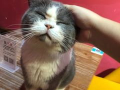 -猫色咖啡·猫咖