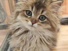 -袖虎·猫馆(体育西路店)