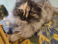 -平行世界·猫咖(首经贸店)