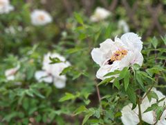 -黑龙江省森林植物园
