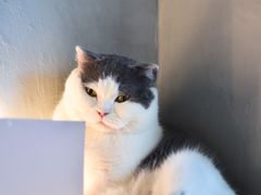 -猫儿山۰猫主题餐厅