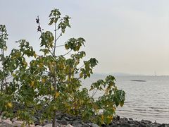 -深圳湾公园(南山区)
