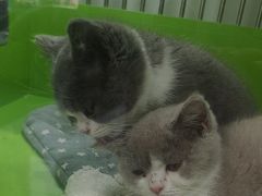 -唐小姐の猫狗洗护·购宠旗舰店(周浦万达店)