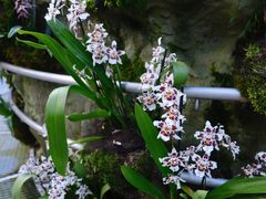 -新加坡植物园