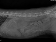 -宠颐生猫科·内科皮肤科(西平世纪城店)