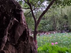 -莲湖公园