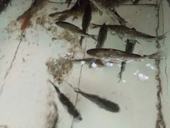 -金台阶鱼馆(于桥水库店)