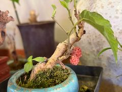 -中环花鸟鱼虫市场