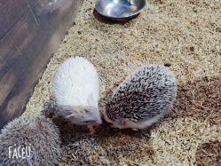 -酷嗒动物文化乐园(cutezoo西溪乐天城店)