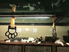 -猫咪博物馆(顶澳仔猫街店)