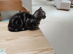 -藏猫猫咖啡主题馆(中央大道店)