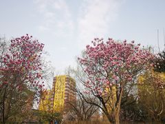 -双榆树公园