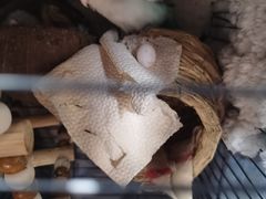 -雨林宠物医院·异宠专科(浦东分院)