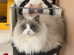 -鼓捣猫呢主题猫咖店