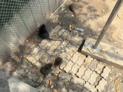 -西霞口神雕山野生动物世界