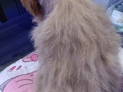 -艾贝尔宠物医院·狂犬免疫点(江山金象城店)