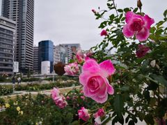 -中之岛公园