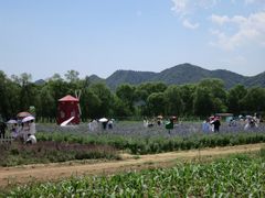 -北京东方普罗旺斯薰衣草庄园