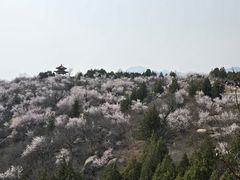 -白水寺森林公园