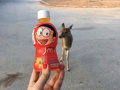 -清迈夜间动物园