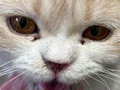 -飞行喵MR PILOT|猫舍·猫咖(静安大融城店)