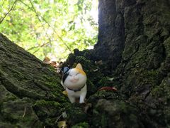 -广州市流溪河国家森林公园