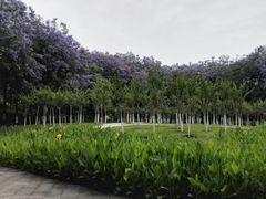 -重庆彩云湖湿地公园