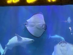-合肥海洋世界