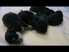 android_upload_pic-北京观赏动物医院·24小时大型综合·猫专科·异宠专科