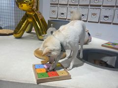 -柴务处·柴犬主题狗咖